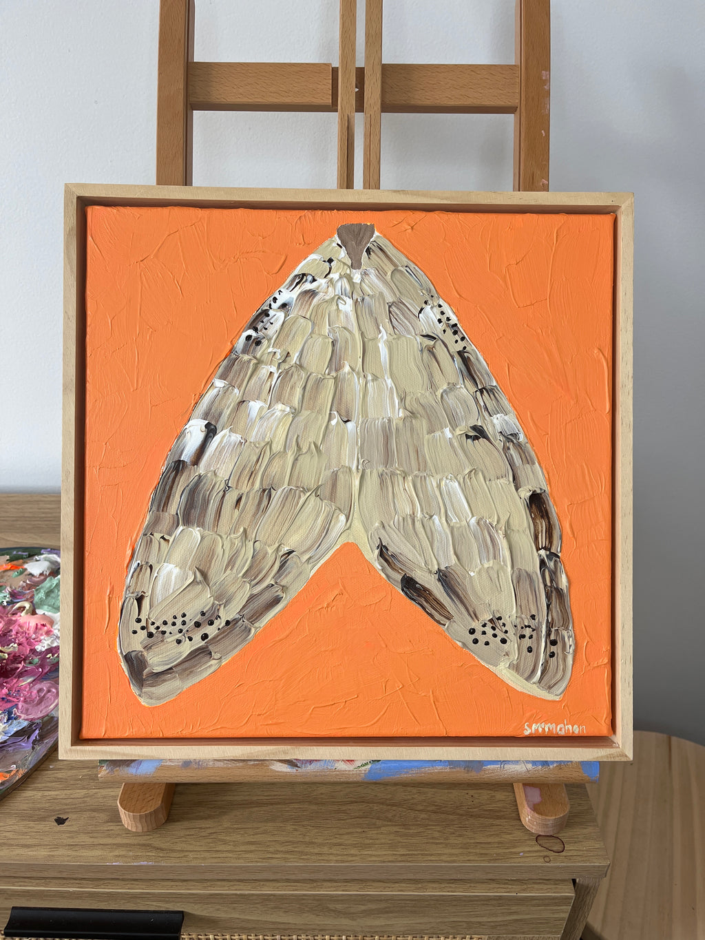 “A moth called Morrie”